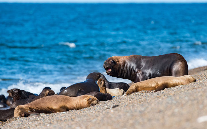 Argentine (Puerto Madryn)